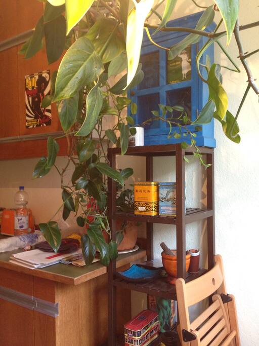 Kitchen with a plant