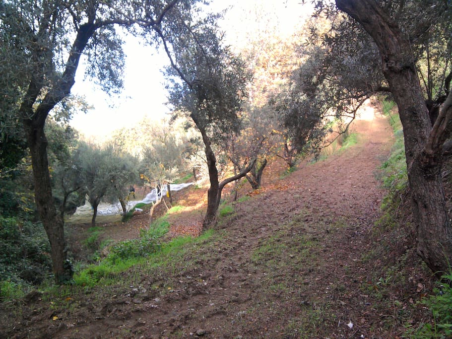 L'uliveto