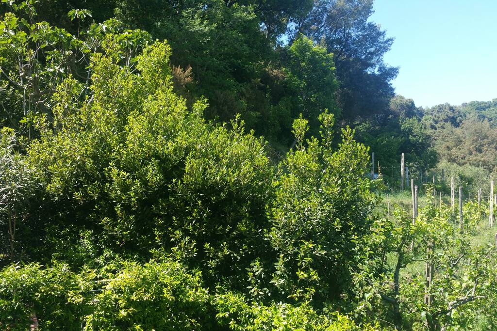 Giardino