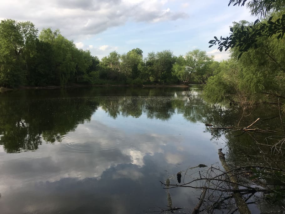 Pond with fishes and turtles at the park behind the house just 100 feet from the house.