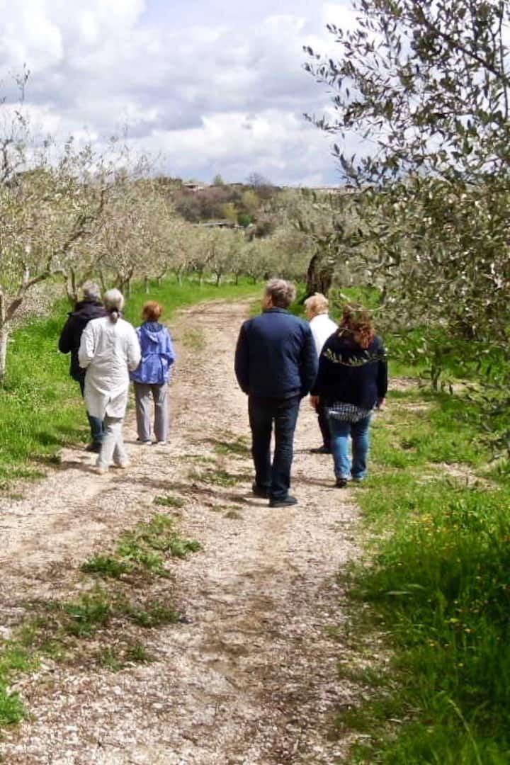Strolling through an Olive Grove
