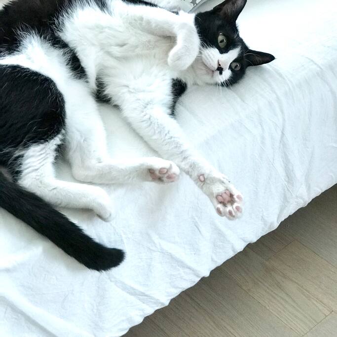 We are living with a cat