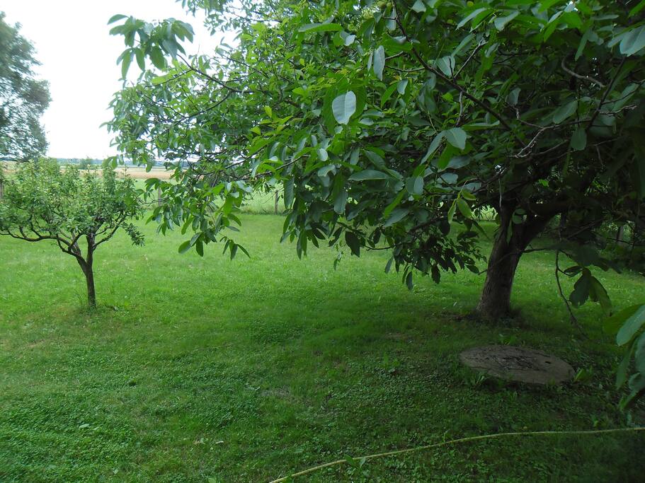 Priroda u vrtu