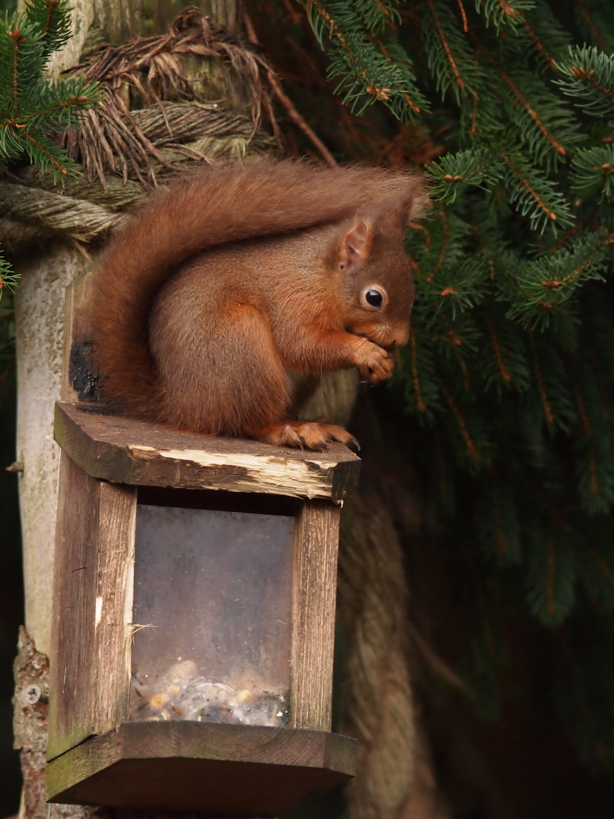 A red squirrel is seen perched atop a wooden bird feeder, its bushy tail curving gracefully behind it. The squirrel is holding a nut, with its gaze directed towards the viewer. Surrounding foliage consists of green pine branches, adding a natural backdrop to the scene.