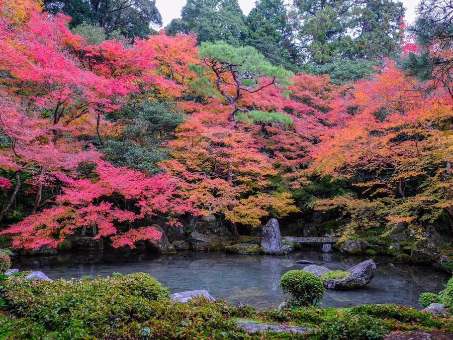 莲华寺 京都红叶季真正的穴场 京都旅游攻略 尽在airbnb爱彼迎