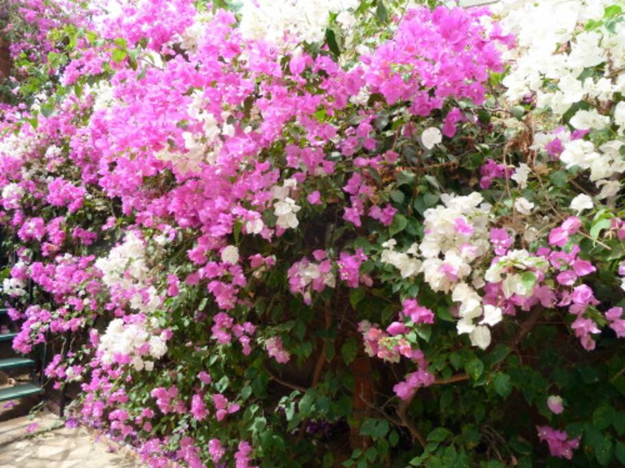 Bougainvilliers