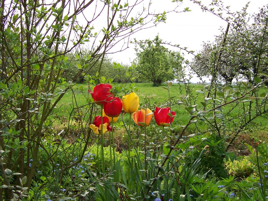 Apple Orchard