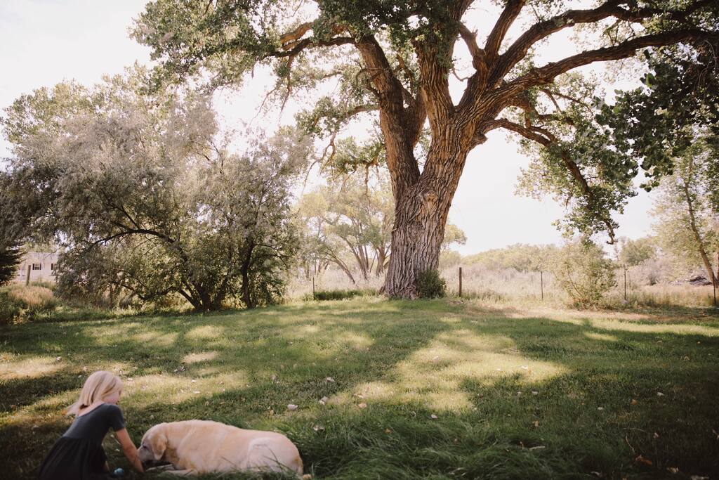 Majestic ancient cottonwood trees.