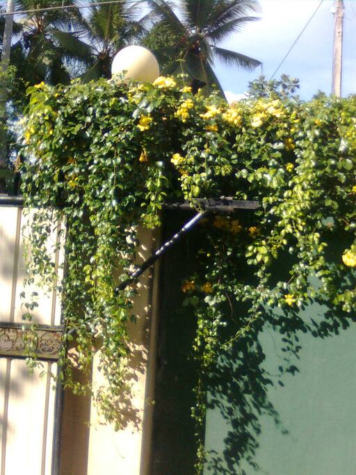 This is the front gate of the house.