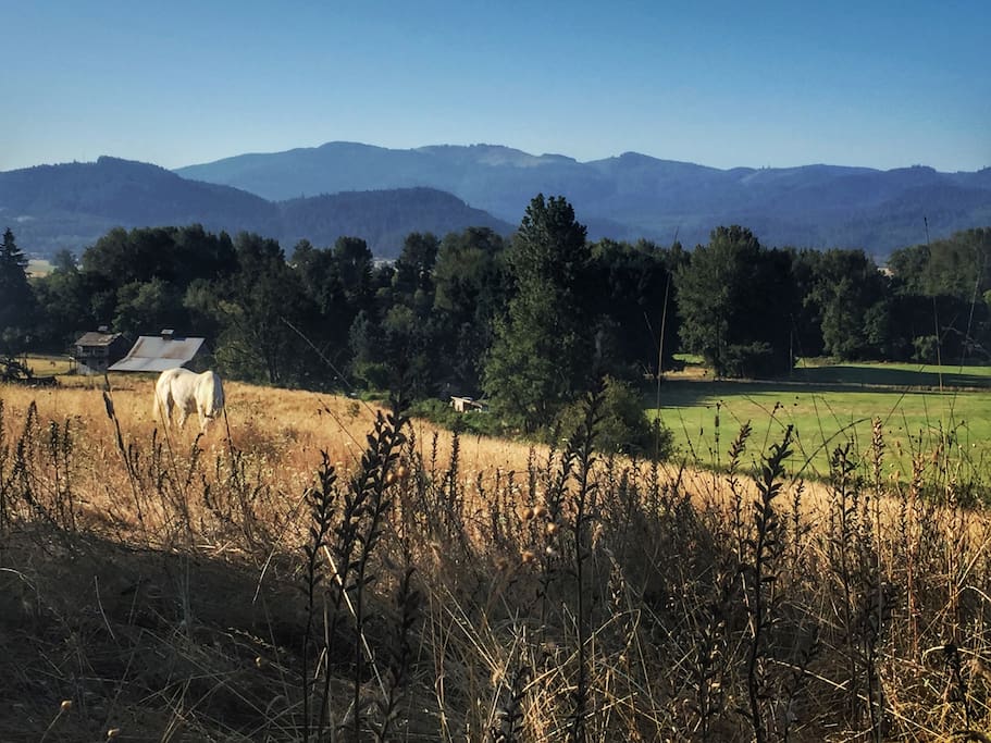 Walk around the ranch, climb up the hill and take in the view of the Willamette Valley.