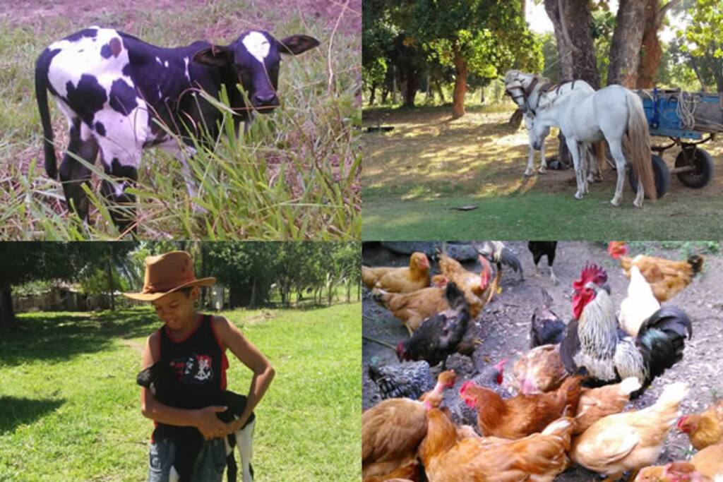 animais