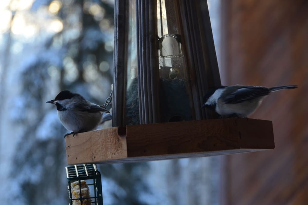 Winter visitors...