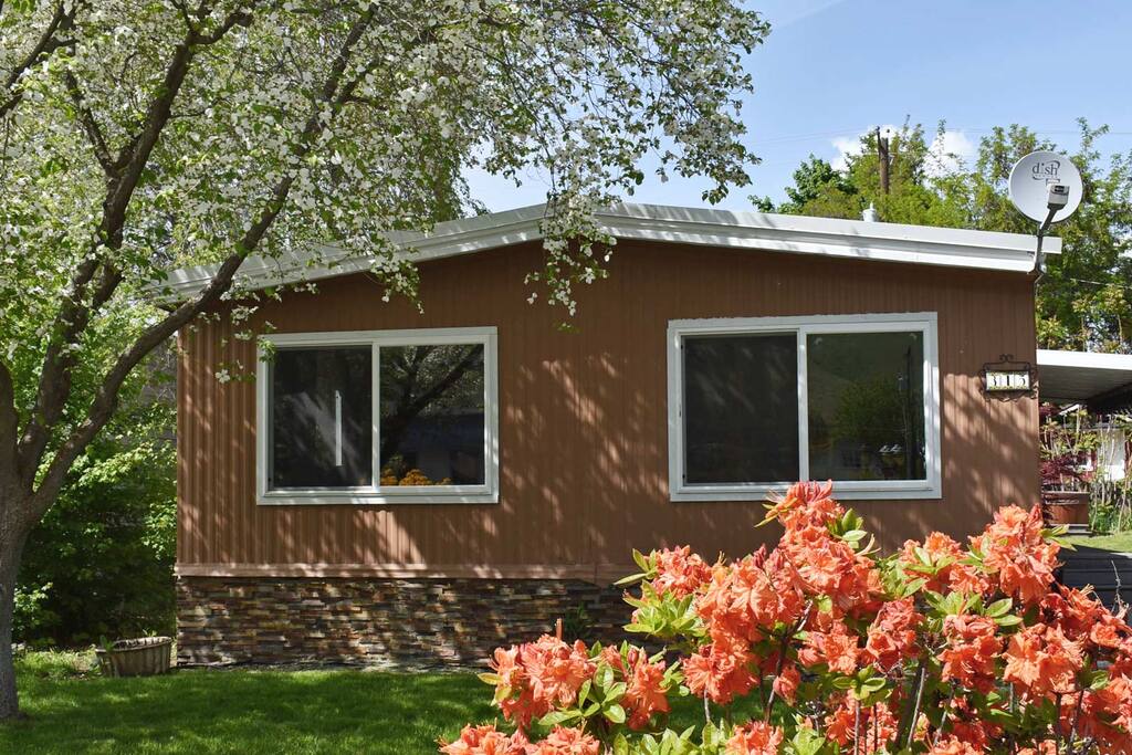 Flowering tree and rhododendron bushes
