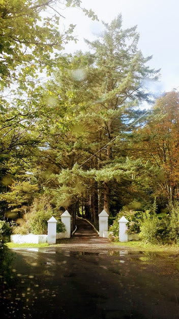 A tree-lined path is framed by tall greenery, leading to white pillars at the entrance. The ground is slightly wet, reflecting the surrounding forest, which showcases vibrant hues, creating a serene and inviting approach to the property.