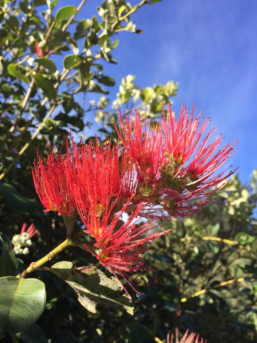 Native Flowers