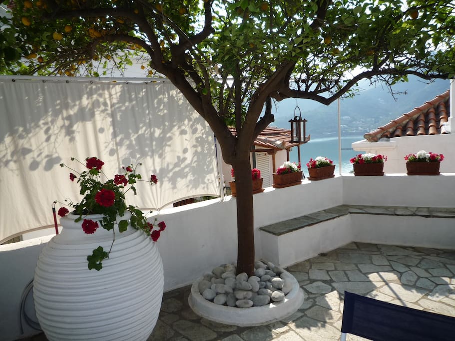 Courtyard with the lemon tree.