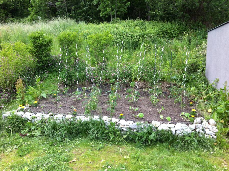 Un petit jardin ...