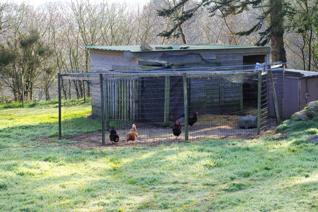 Nos poulettes!