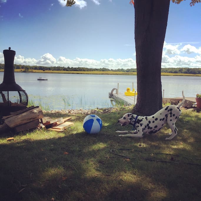 Sullivan playing beside the river. We love dogs and you can bring yours with you.