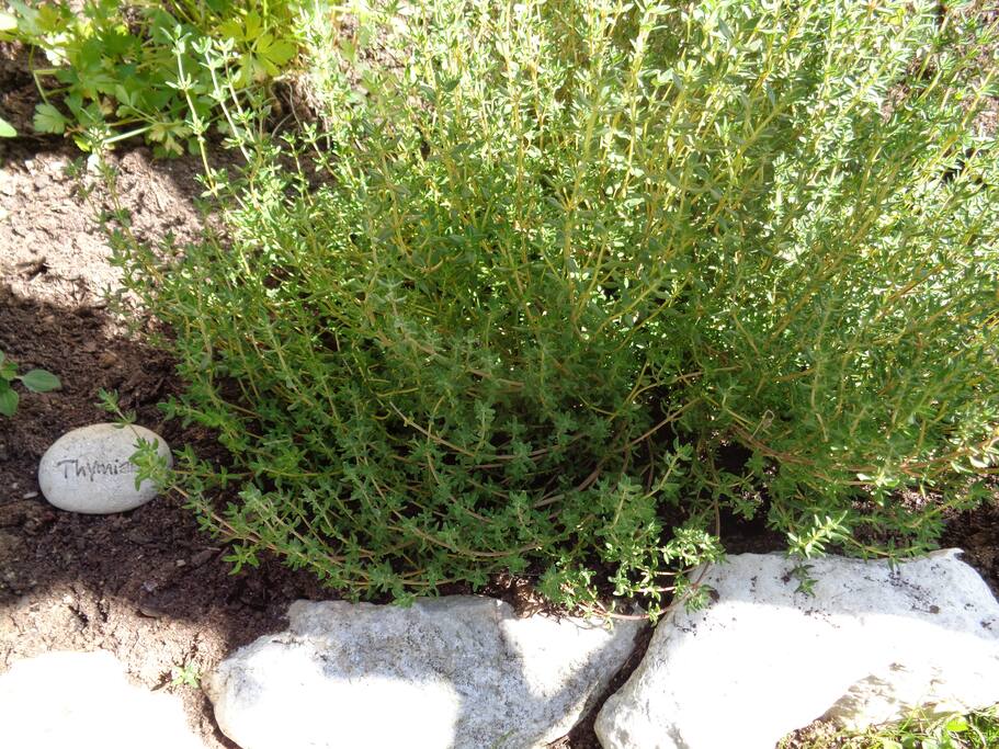 Kräutergarten