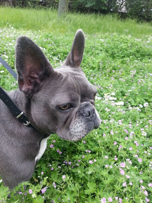 Stella bulldog français, locataire permanente, très gentille.