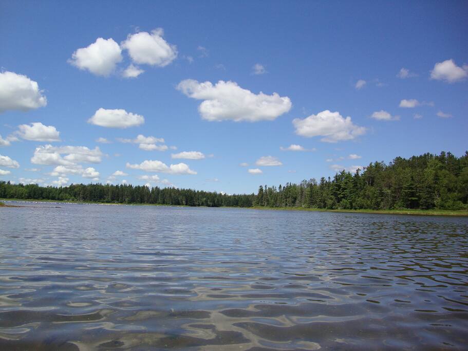 Bald Eagles, Blue Herons, Golden Eagles, seals.....you might see them all