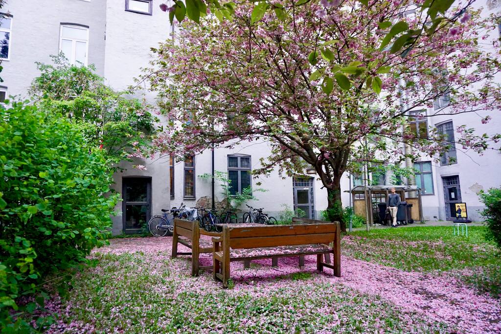 Cherryblossoms in the backyard in spring