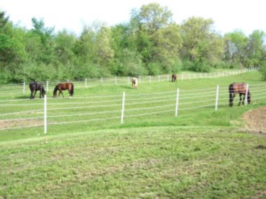 pasture
