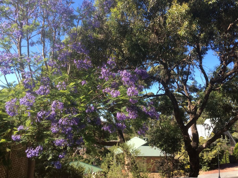 View from Bedroom 1 Koala Bear likes this tree
