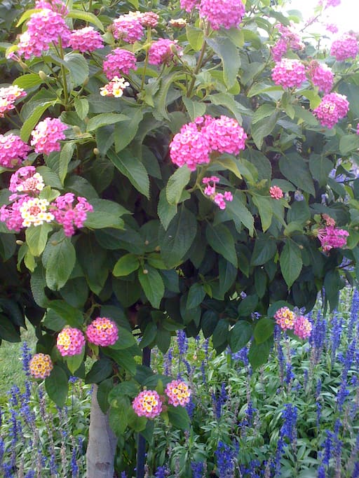 Summertime garden