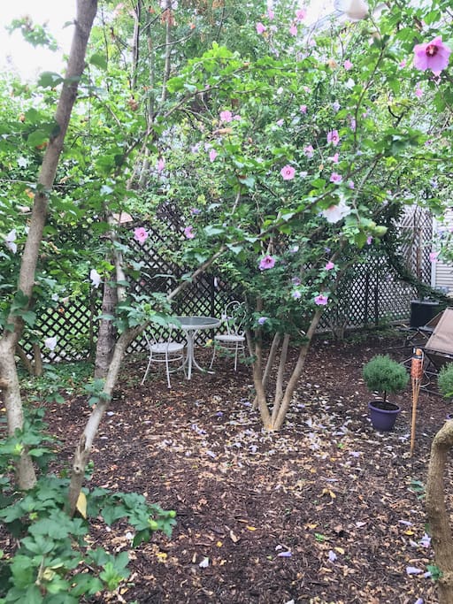 2nd Photo of Backyard with smaller 2nd Table.