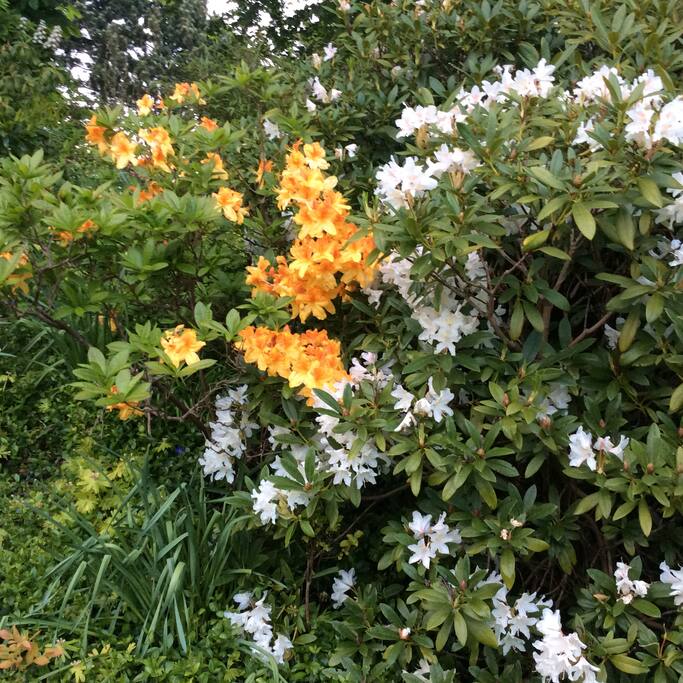 Skøn blomsterflor