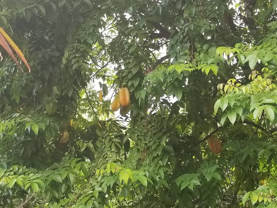 Carambola fruit tree ( star fruit)