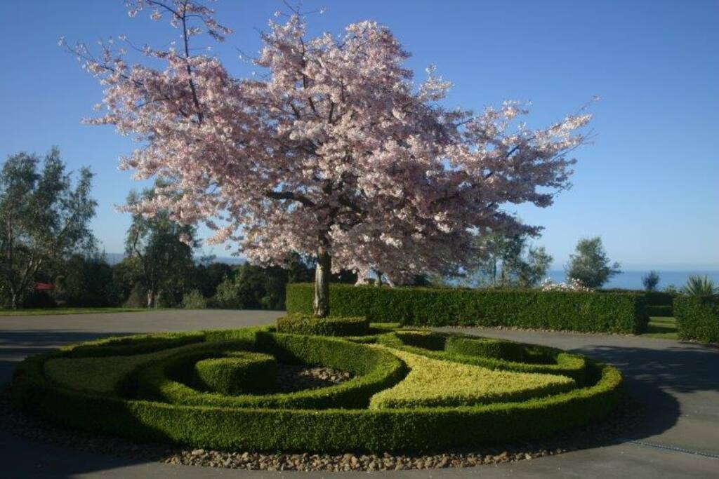 Cherry blossom