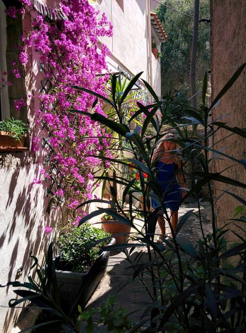 La maison dans son ilot de verdure - House in its blooming area