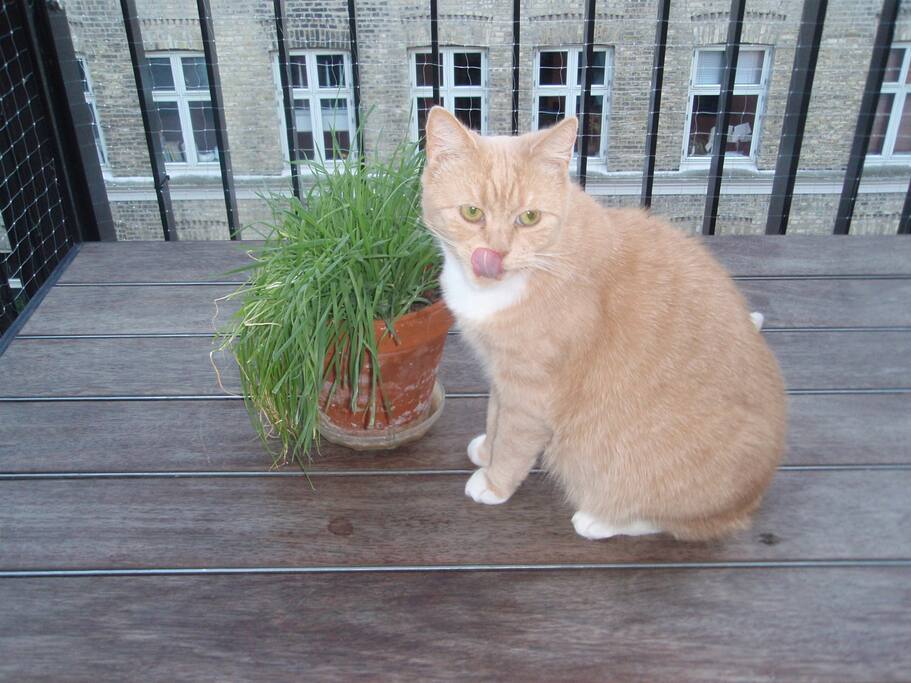 Our sweet cat, that will keep you company.
