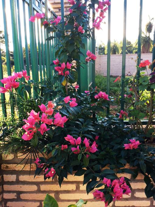 Gartenblumen
