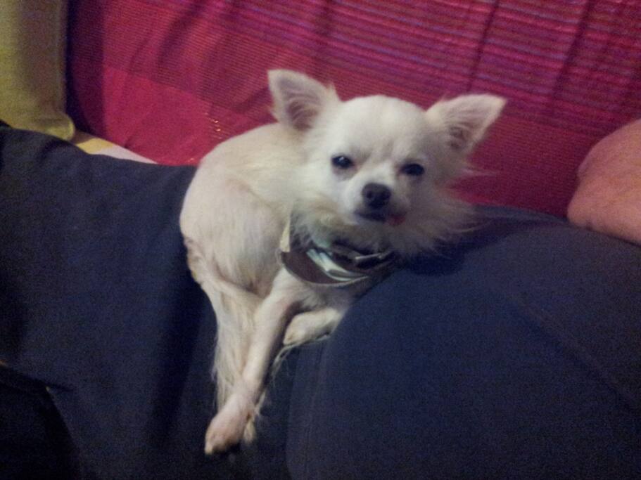 Peanut our mini chihuahua good 4 kids, luvs cuddles a bit timid