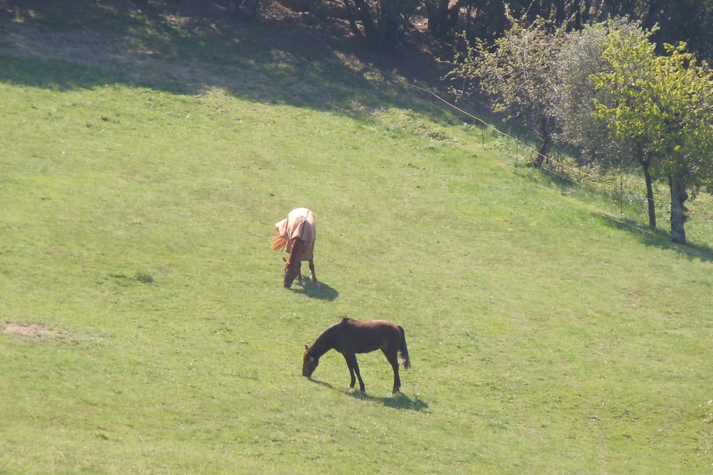 unsere Pferde nos chevaux