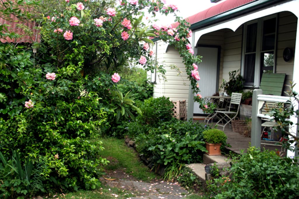 Beautiful old roses reaching to the verandah