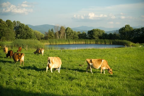 Organic Farm Hideaway Home and Pond