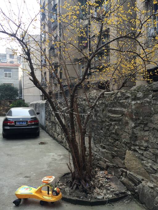 门前的树