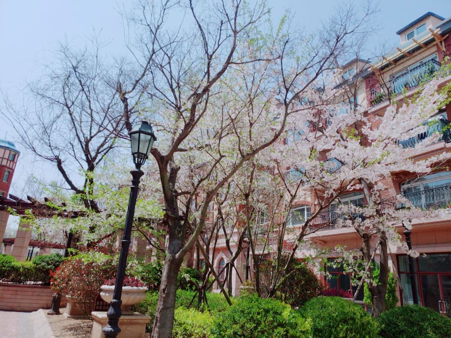 金沙滩希尔顿花园洋房樱花盛景