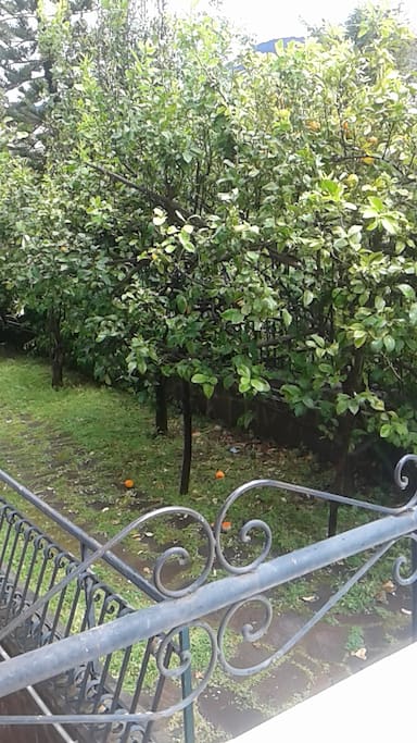 organic lemon tree