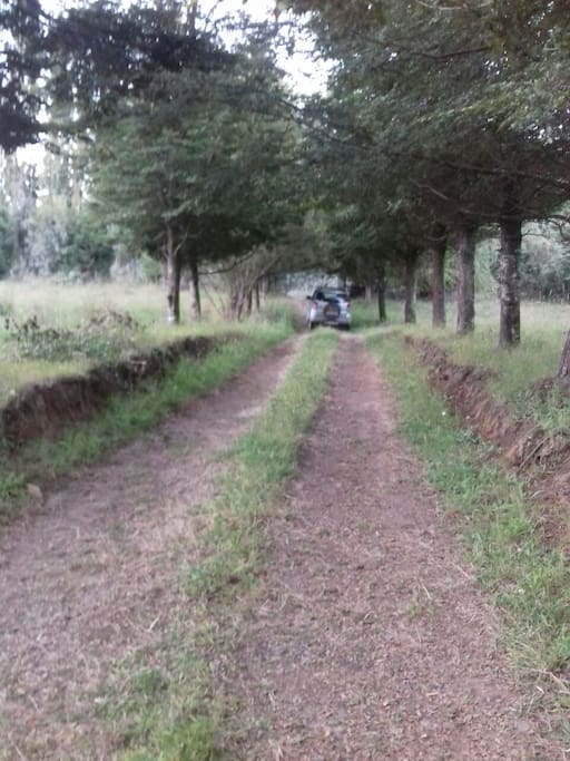 Parte del sitio que resguarda a la propiedad desde la entrada del camino principal
