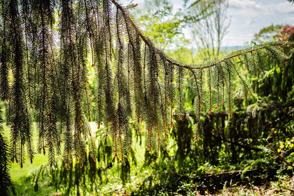 Natur im Garten