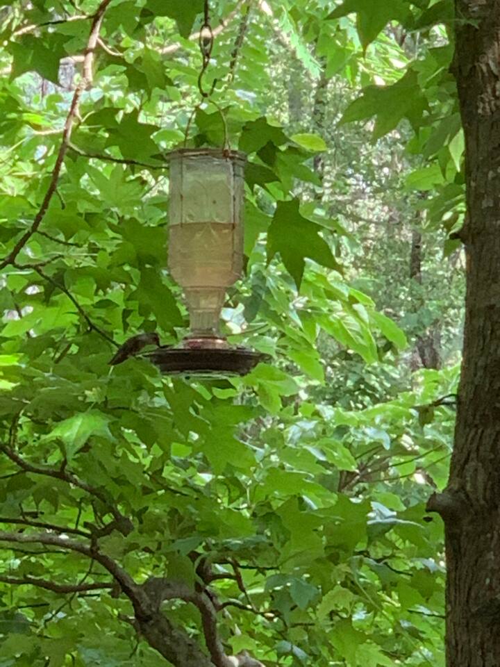 In the summer months Hummingbirds feed only a few feet away from loungers on the porch