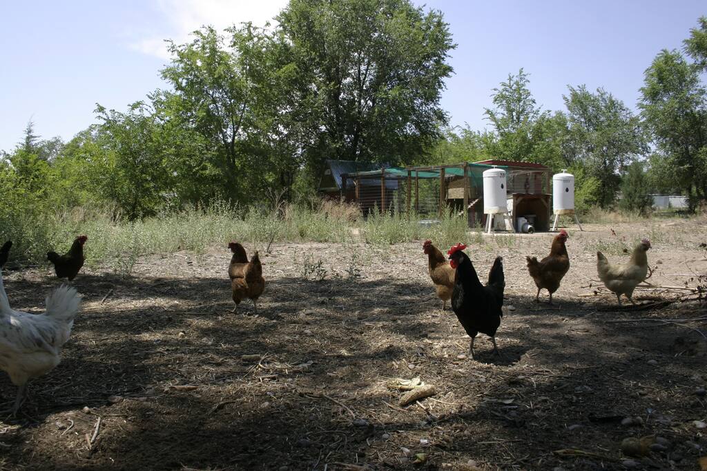 Welcome to Happy Rooster Farm!