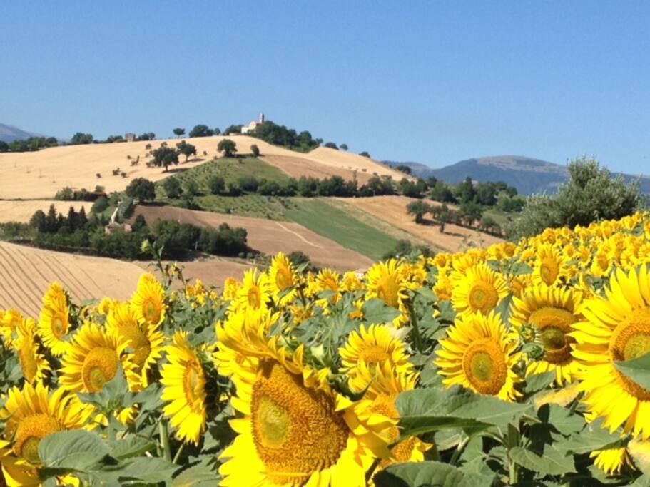 Located in beautiful Le Marche countryside