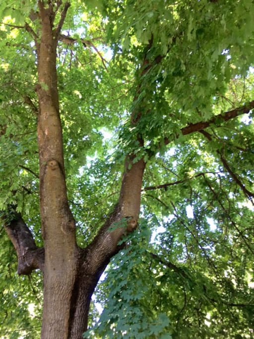 lovely trees shade the apartment